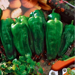 ݂ǂs[} ^LCz 10001ZR s[} ҁ[܂y^LC   ^lzyʏ5{ 5̂̓|Cg10{z