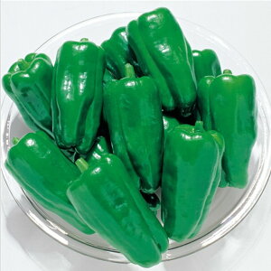 䂽s[} ^LCz 10001ZR s[} ҁ[܂y^LC   ^lzyʏ5{ 5̂̓|Cg10{z