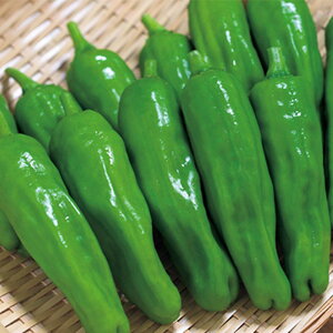 Ƃ 20002ZR s[} ҁ[܂y^LC   ^lzyʏ5{ 5̂̓|Cg10{z