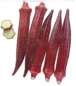 IN xj[ ^LC琬 10001ZR IN  y^LC   ^lzyʏ5{ 5̂̓|Cg10{z