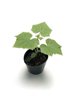 GCuZ(ؗp) ^LCz 350350R Z J{` ڂy^LC   ^lzyʏ5{ 5̂̓|Cg10{z