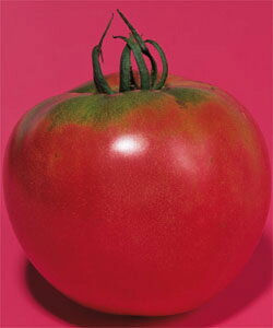 ͕Ďg}g ^LCz 1ZR g}g Ƃ܂ ׉ցy^LC   ^lzyʏ5{ 5̂̓|Cg10{z