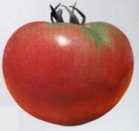 サターントマト タキイ交配 1センR1000粒 トマト とまと 蕃茄【タキイ 種 たね タネ】【通常5倍 5のつく日はポイント10倍】