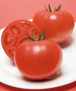 CFYJg}g ^LCz PVP ybg2000 g}g Ƃ܂ ׉ցy^LC   ^lzyʏ5{ 5̂̓|Cg10{z