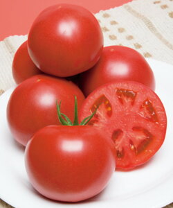 nEXYg}g ^LCz ^LCz PVP 1ZR g}g Ƃ܂ ׉ցy^LC   ^lzyʏ5{ 5̂̓|Cg10{z