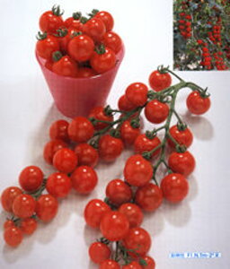 ()g}g ^LCz PVP 100R100 g}g Ƃ܂ ׉ցy^LC   ^lzyʏ5{ 5̂̓|Cg10{z