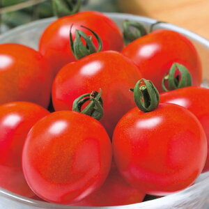 99g}g ^LCz PVP 1ZR1000 g}g Ƃ܂ ׉ցy^LC   ^lzyʏ5{ 5̂̓|Cg10{z