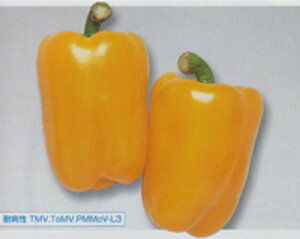 t[s[CG[s[} ^LCz 500R500 s[} ҁ[܂y^LC   ^lzyʏ5{ 5̂̓|Cg10{z