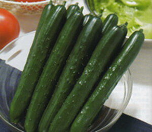 VRĂ݌ӉZ ^LCz 350R350 ӉZ LE イVRĂ݌ӉZ 350R350y^LC   ^lzyʏ5{ 5̂̓|Cg10{z