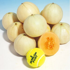 킢~i  ^LCz 100R100 ߂  rZy^LC   ^lzyʏ5{ 5̂̓|Cg10{z