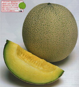 piTF ^LCz 100R100 ߂  rZy^LC   ^lzyʏ5{ 5̂̓|Cg10{z