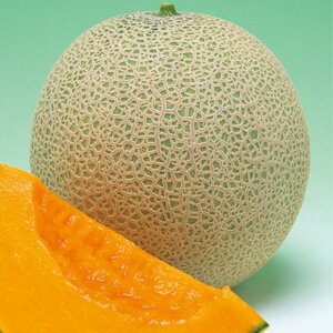 mn[g ^LCz 100R100 ߂  rZy^LC   ^lzyʏ5{ 5̂̓|Cg10{z