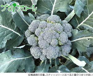 �u���b�R���[ �u���t���[��80 1000��(L�R�[�g) �O�X�g�C�^���A �_�C����z �y�g�L�^ �� ���� �^�l�z�y�ʏ�5�{ 5�̂����̓|�C���g10�{�z