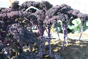 P[ J[mP[Eb\ 1000(LR[g) OXgC^A _Cz ygL^   ^lzyʏ5{ 5̂̓|Cg10{z