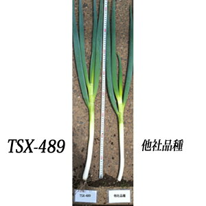 [΂̂قق TSX-489 5000(R[g) K lM ˂ _Cz ygL^   ^lzyʏ5{ 5̂̓|Cg10{z