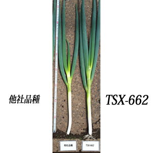zt̉ TSX-662 5000(R[g) K lM ˂ _Cz ygL^   ^lzyʏ5{ 5̂̓|Cg10{z