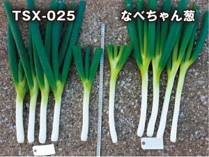 TSX-025 5000(R[g) K lM ˂ _Cz ygL^   ^lzyʏ5{ 5̂̓|Cg10{z