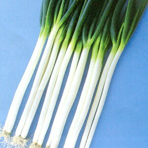 t삨K 3000(R[g) K lM ˂ _Cz ygL^   ^lzyʏ5{ 5̂̓|Cg10{z