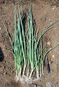 O[o[fB[(TSX-519˂) 1L K lM ˂ _Cz ygL^   ^lzyʏ5{ 5̂̓|Cg10{z