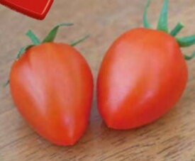 トマトベリーオペラ 600粒 トマト とまと 蕃茄 ダイヤ交配 【トキタ 種 たね タネ】【通常5倍 5のつく日はポイント10倍】