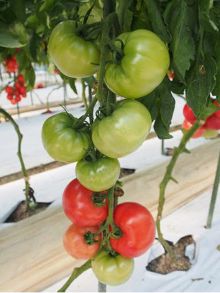 初回限定 豊作祈願015 100粒 トマト とまと 蕃茄 ダイヤ交配