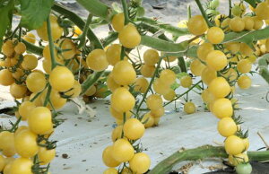 TVg 100 g}g Ƃ܂ ׉ _Cz ygL^   ^lzyʏ5{ 5̂̓|Cg10{z