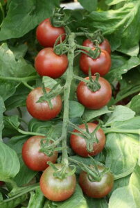 TK[lbg 100 g}g Ƃ܂ ׉ _Cz ygL^   ^lzyʏ5{ 5̂̓|Cg10{z