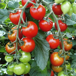 TSX-720 ~jg}g 1000 g}g Ƃ܂ ׉ _Cz ygL^   ^lzyʏ5{ 5̂̓|Cg10{z