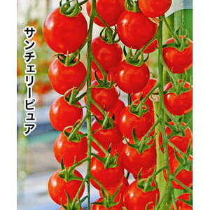 T`F[sA 100 g}g Ƃ܂ ׉ _Cz ygL^   ^lzyʏ5{ 5̂̓|Cg10{z