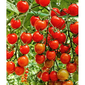 T`F[X}C 100 g}g Ƃ܂ ׉ _Cz ygL^   ^lzyʏ5{ 5̂̓|Cg10{z