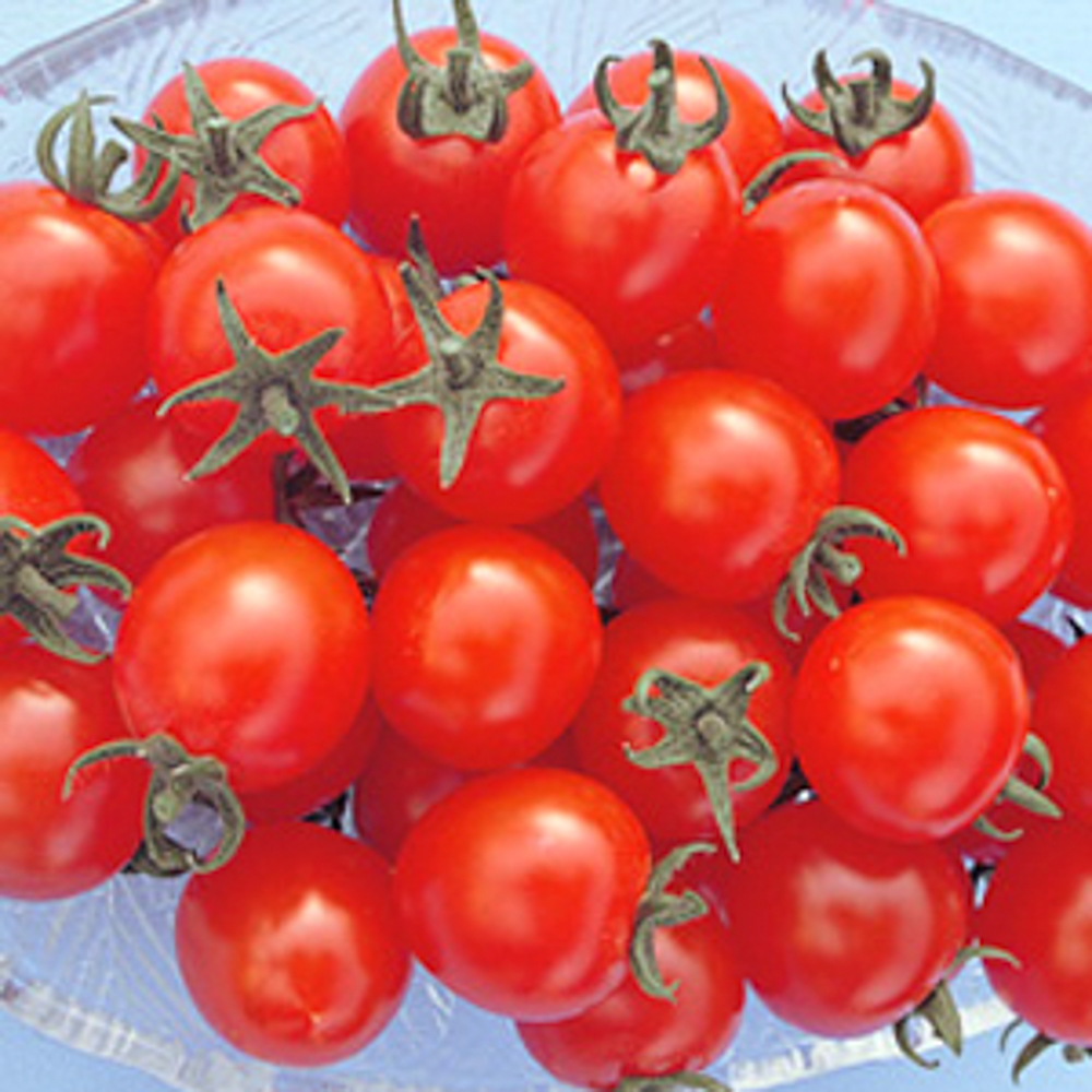 種 トマトの人気商品・通販・価格比較 - 価格.com