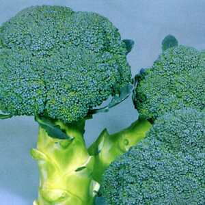 �b��(TSX-301) 5000��(�R�[�g) �u���b�R���[ �_�C����z �y�g�L�^ �� ���� �^�l�z�y�ʏ�5�{ 5�̂����̓|�C���g10�{�z