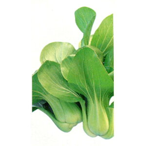  20ml [ `Q `QTC 񂰂񂳂 _Cz ygL^   ^lzyʏ5{ 5̂̓|Cg10{z