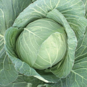 YR(TSX-203) 2500 Lxc _Cz ygL^   ^lzyʏ5{ 5̂̓|Cg10{z