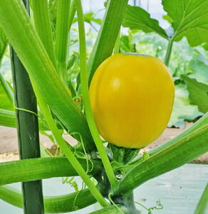 p[mV[Y p[mEWb 100 YbL[j [ _Cz ygL^   ^lzyʏ5{ 5̂̓|Cg10{z