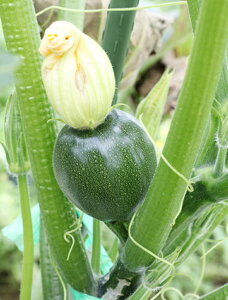 p[mV[Y p[mEl 100 YbL[j [ _Cz ygL^   ^lzyʏ5{ 5̂̓|Cg10{z