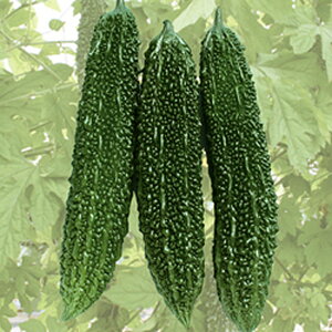 ɂɂ 100 jKE ɂ Z _Cz ygL^   ^lzyʏ5{ 5̂̓|Cg10{z