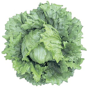 A[ LR[g1000 ^Xyc^̃^l   ^l zyʏ5{ 5̂̓|Cg10{ΏۊOi|Cg3{Œ菤iz