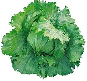 GNZwbhOX LR[g5000 ^Xyc^̃^l   ^l zyʏ5{ 5̂̓|Cg10{ΏۊOi|Cg3{Œ菤iz