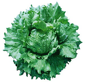 T}[wbhOX LR[g5000 ^Xyc^̃^l   ^l zyʏ5{ 5̂̓|Cg10{ΏۊOi|Cg3{Œ菤iz