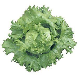 Vg[ LR[g1000 ^Xyc^̃^l   ^l zyʏ5{ 5̂̓|Cg10{ΏۊOi|Cg3{Œ菤iz