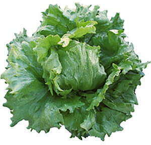 XeBK[ LR[g5000 ^Xyc^̃^l   ^l zyʏ5{ 5̂̓|Cg10{ΏۊOi|Cg3{Œ菤iz