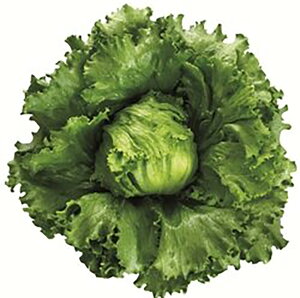 XefBclassic LR[g5000 ^Xyc^̃^l   ^l zyʏ5{ 5̂̓|Cg10{ΏۊOi|Cg3{Œ菤iz