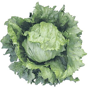 c LR[g1000 ^Xyc^̃^l   ^l zyʏ5{ 5̂̓|Cg10{ΏۊOi|Cg3{Œ菤iz