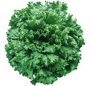 EH[O[OX LR[g5000 ^Xyc^̃^l   ^l zyʏ5{ 5̂̓|Cg10{ΏۊOi|Cg3{Œ菤iz