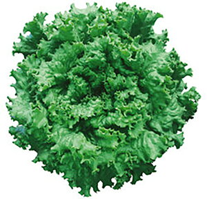 N[O[OX LR[g5000 ^Xyc^̃^l   ^l zyʏ5{ 5̂̓|Cg10{ΏۊOi|Cg3{Œ菤iz