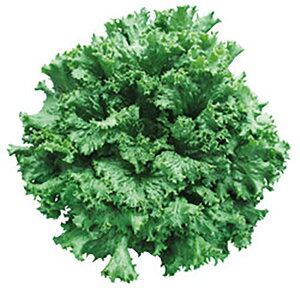 zbgO[OX LR[g5000 ^Xyc^̃^l   ^l zyʏ5{ 5̂̓|Cg10{ΏۊOi|Cg3{Œ菤iz