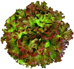 AlbTbhOX LR[g5000 ^Xyc^̃^l   ^l zyʏ5{ 5̂̓|Cg10{ΏۊOi|Cg3{Œ菤iz