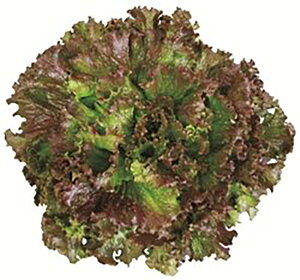 _CAibhOX LR[g1000 ^Xyc^̃^l   ^l zyʏ5{ 5̂̓|Cg10{ΏۊOi|Cg3{Œ菤iz