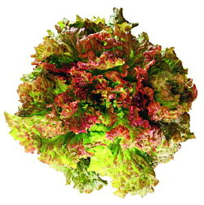 j[X^[ LR[g5000 ^Xyc^̃^l   ^l zyʏ5{ 5̂̓|Cg10{ΏۊOi|Cg3{Œ菤iz